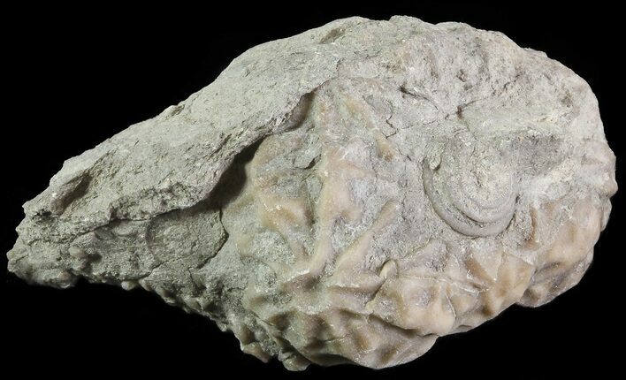 Crinoid Calyx (Dolatocrinus) - Alpena, Michigan #68847